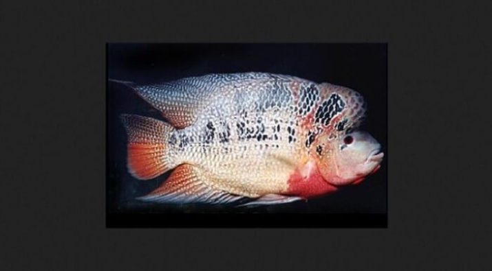 Gambar Ikan Louhan Louhan Strom