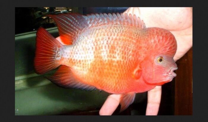 Gambar Ikan Louhan Super Red Synspillum