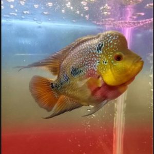 Gambar Ikan Louhan Rainbow King