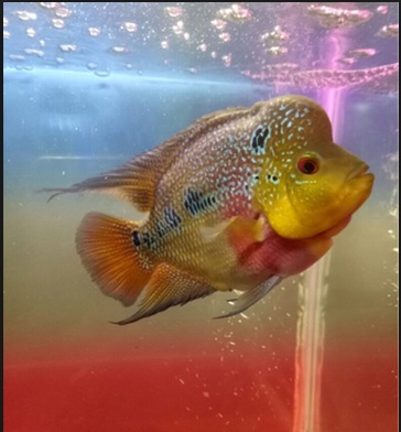 Gambar Ikan Louhan Rainbow King