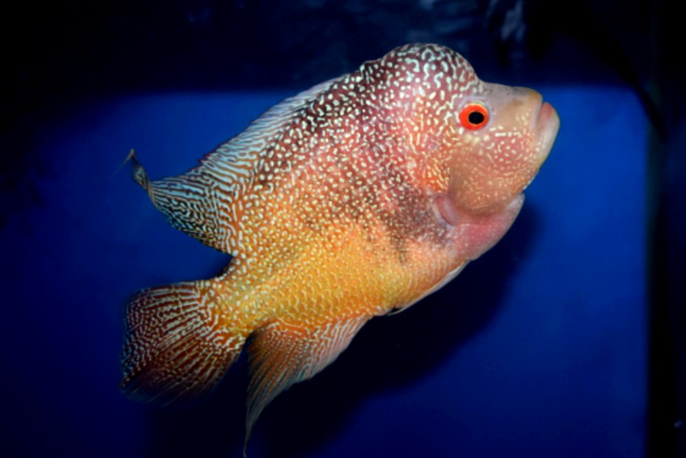 Gambar Ikan Louhan Jenis Golden Red